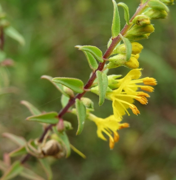 Pflanzenbild gross Gelber Zahntrost - Odontites luteus