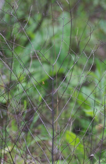 Pflanzenbild gross Gelber Zahntrost - Odontites luteus