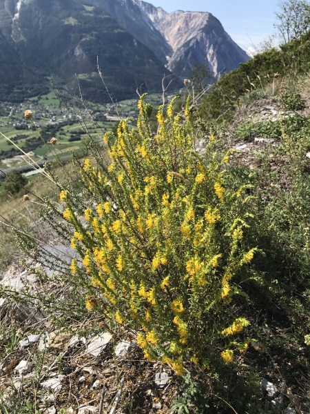 Pflanzenbild gross Gelber Zahntrost - Odontites luteus