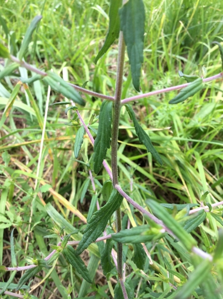 Pflanzenbild gross Später Roter Zahntrost - Odontites vulgaris