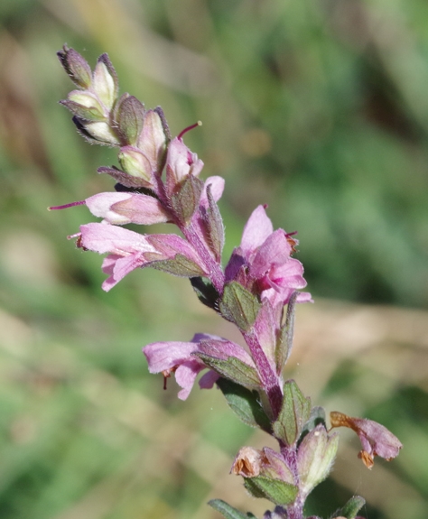 Pflanzenbild gross Später Roter Zahntrost - Odontites vulgaris