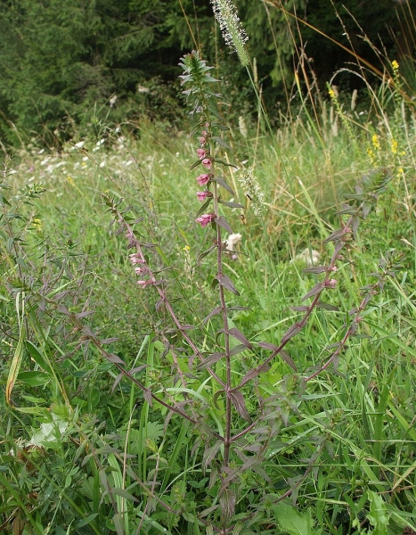 Pflanzenbild gross Später Roter Zahntrost - Odontites vulgaris