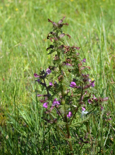 Pflanzenbild gross Sumpf-Läusekraut - Pedicularis palustris