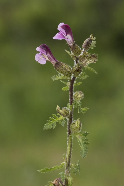 Pflanzenbild gross Sumpf-Läusekraut - Pedicularis palustris