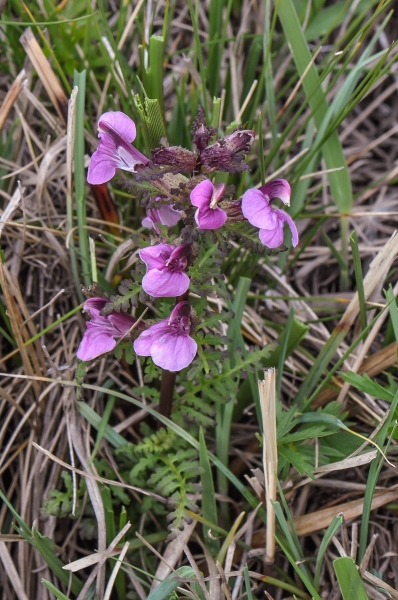 Pflanzenbild gross Sumpf-Läusekraut - Pedicularis palustris