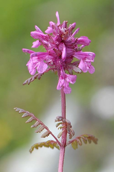 Pflanzenbild gross Quirlblättriges Läusekraut - Pedicularis verticillata