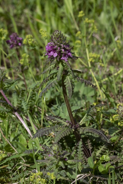 Pflanzenbild gross Quirlblättriges Läusekraut - Pedicularis verticillata
