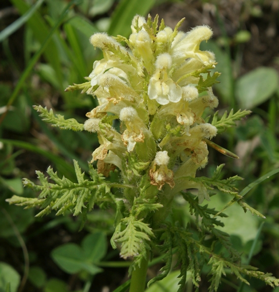 Pflanzenbild gross Blattreiches Läusekraut - Pedicularis foliosa