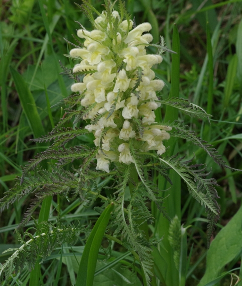 Pflanzenbild gross Blattreiches Läusekraut - Pedicularis foliosa