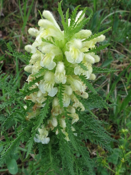 Pflanzenbild gross Blattreiches Läusekraut - Pedicularis foliosa