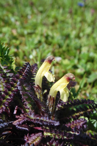 Pflanzenbild gross Buntes Läusekraut - Pedicularis oederi