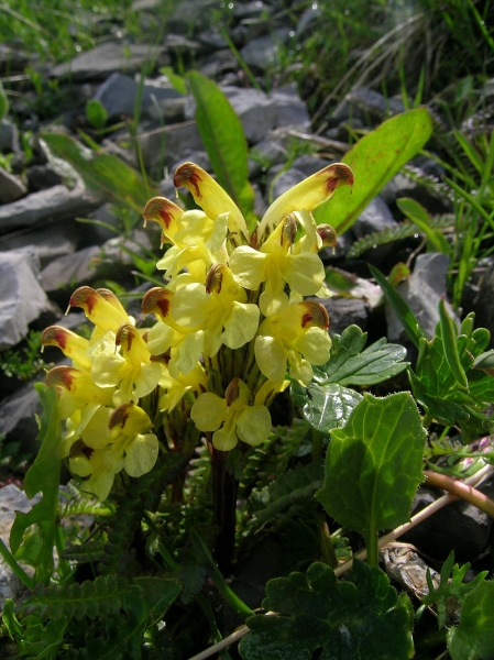 Pflanzenbild gross Buntes Läusekraut - Pedicularis oederi