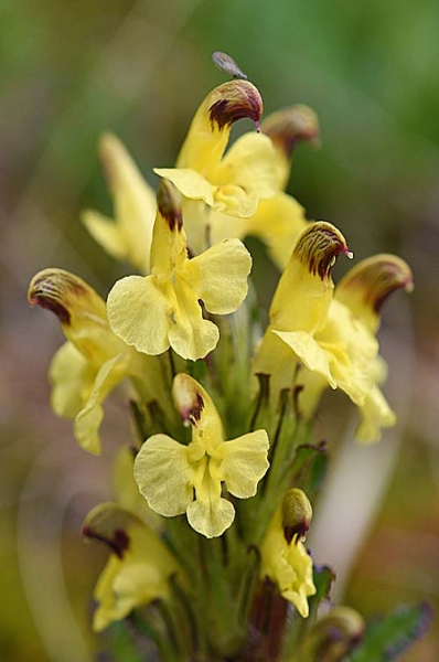 Pflanzenbild gross Buntes Läusekraut - Pedicularis oederi