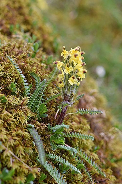 Pflanzenbild gross Buntes Läusekraut - Pedicularis oederi