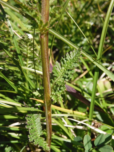 Pflanzenbild gross Aufsteigendes Läusekraut - Pedicularis ascendens