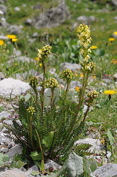Pflanzenbild gross Aufsteigendes Läusekraut - Pedicularis ascendens