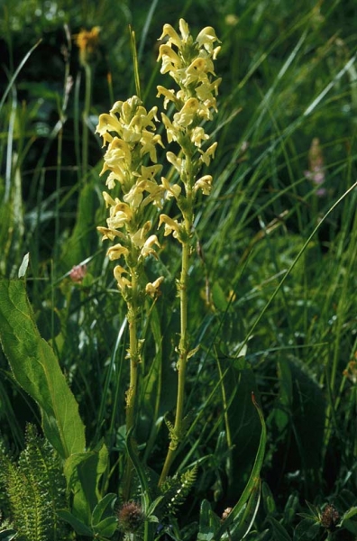 Pflanzenbild gross Aufsteigendes Läusekraut - Pedicularis ascendens