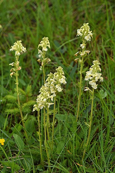 Pflanzenbild gross Aufsteigendes Läusekraut - Pedicularis ascendens