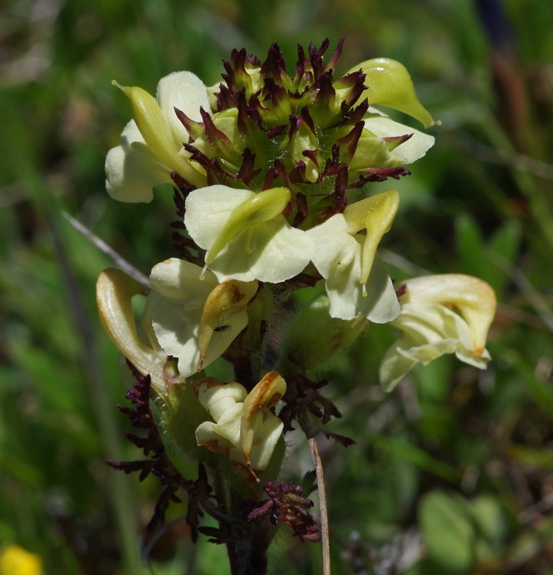Pflanzenbild gross Knolliges Läusekraut - Pedicularis tuberosa