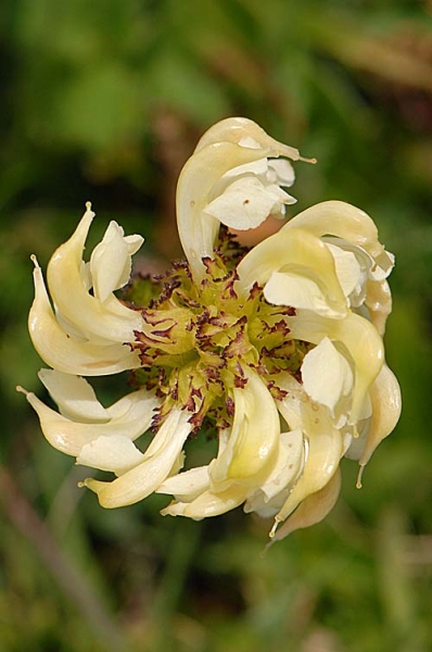 Pflanzenbild gross Knolliges Läusekraut - Pedicularis tuberosa