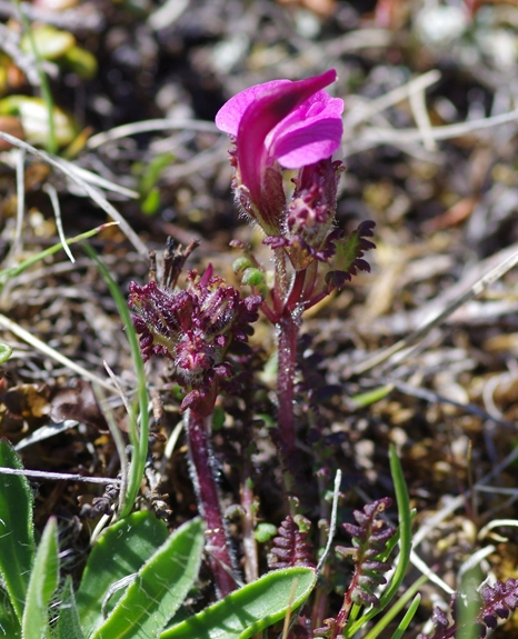 Pflanzenbild gross Kerners Läusekraut - Pedicularis kerneri