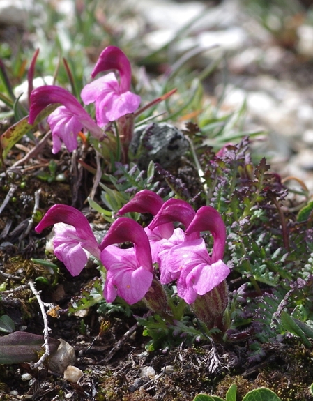 Pflanzenbild gross Kerners Läusekraut - Pedicularis kerneri