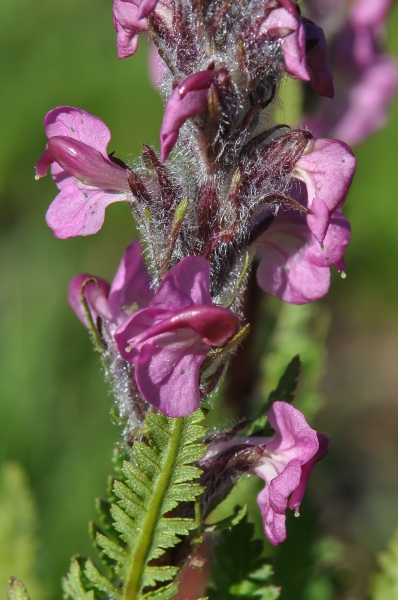 Pflanzenbild gross Fleischrotes Läusekraut - Pedicularis rostratospicata subsp. helvetica