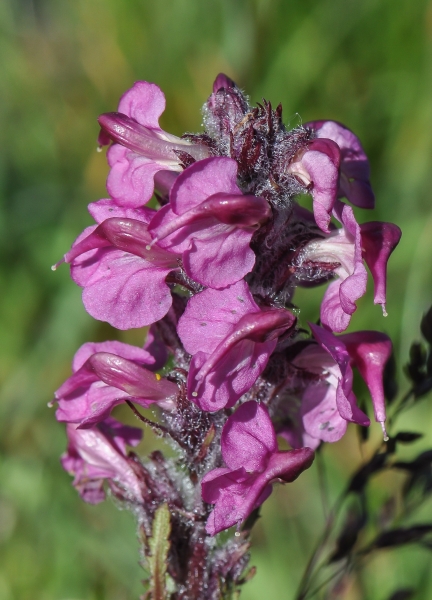 Pflanzenbild gross Fleischrotes Läusekraut - Pedicularis rostratospicata subsp. helvetica