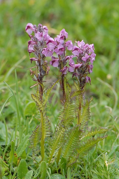 Pflanzenbild gross Fleischrotes Läusekraut - Pedicularis rostratospicata subsp. helvetica