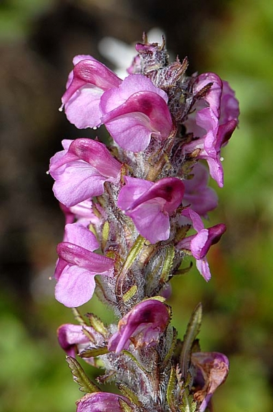 Pflanzenbild gross Fleischrotes Läusekraut - Pedicularis rostratospicata subsp. helvetica