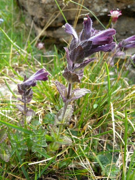 Pflanzenbild gross Alpenhelm - Bartsia alpina
