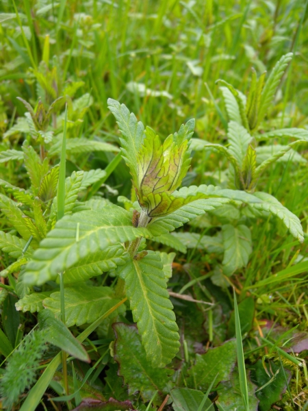 Pflanzenbild gross Zottiger Klappertopf - Rhinanthus alectorolophus