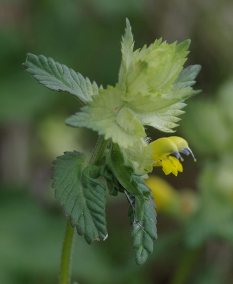 Pflanzenbild gross Zottiger Klappertopf - Rhinanthus alectorolophus