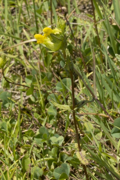 Pflanzenbild gross Kleiner Klappertopf - Rhinanthus minor