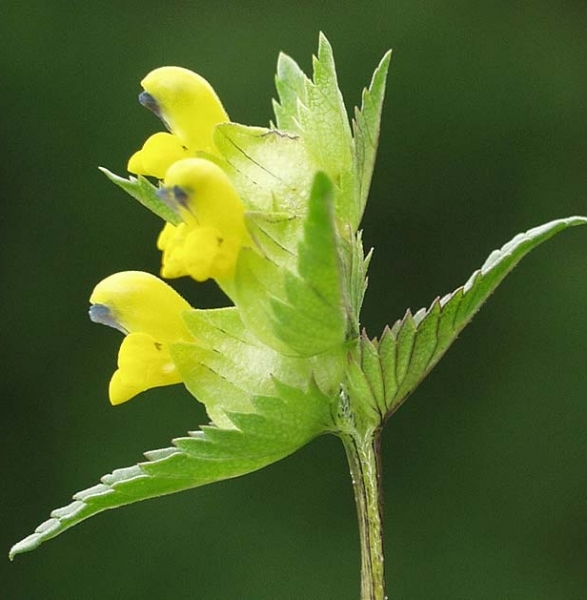 Pflanzenbild gross Kleiner Klappertopf - Rhinanthus minor