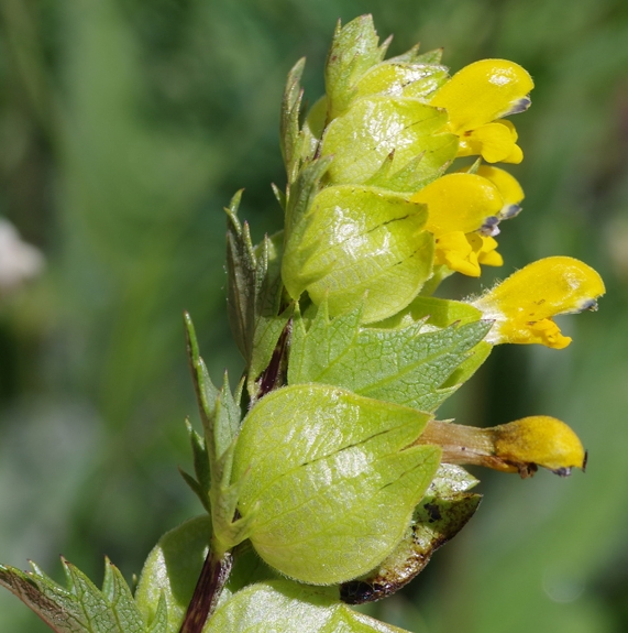 Pflanzenbild gross Kleiner Klappertopf - Rhinanthus minor