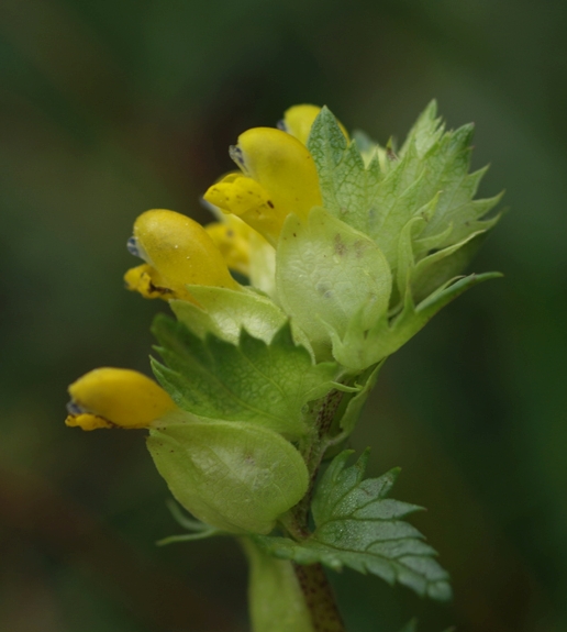 Pflanzenbild gross Kleiner Klappertopf - Rhinanthus minor