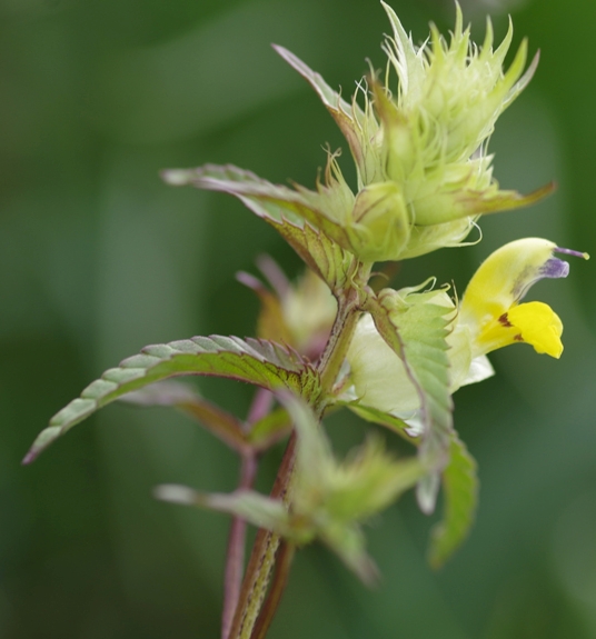 Pflanzenbild gross Grannen-Klappertopf - Rhinanthus glacialis