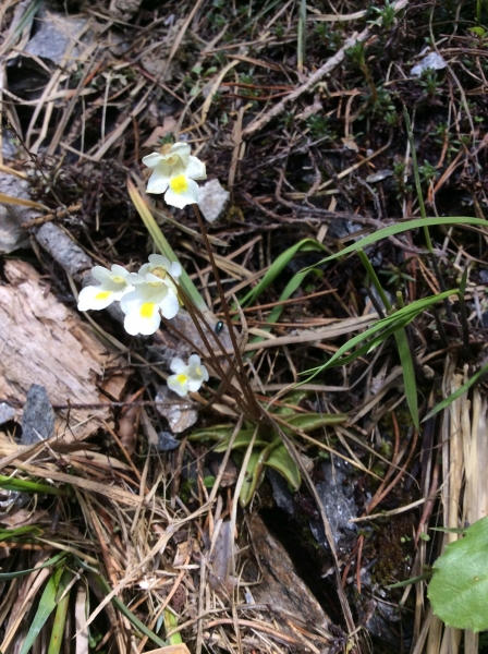 Pflanzenbild gross Alpen-Fettblatt - Pinguicula alpina