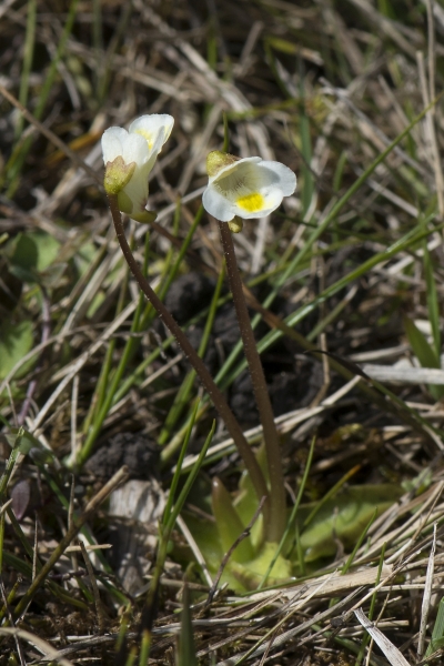 Pflanzenbild gross Alpen-Fettblatt - Pinguicula alpina