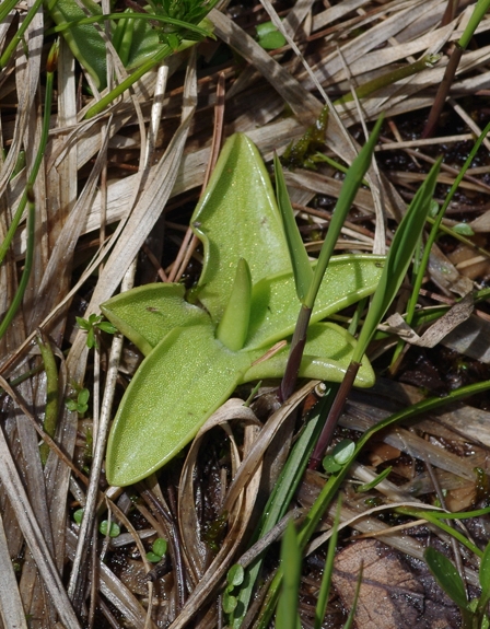 Pflanzenbild gross Alpen-Fettblatt - Pinguicula alpina