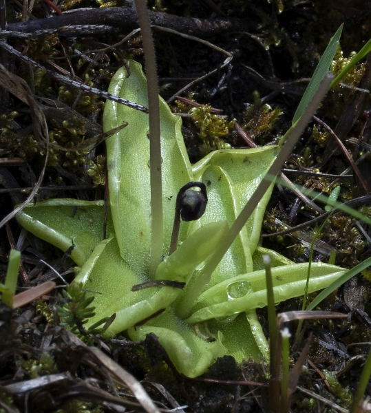 Pflanzenbild gross Gemeines Fettblatt - Pinguicula vulgaris