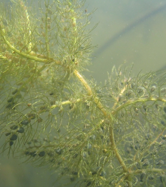 Pflanzenbild gross Südlicher Wasserschlauch - Utricularia australis