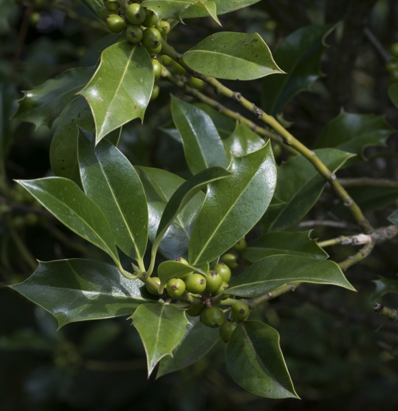 Pflanzenbild gross Stechpalme - Ilex aquifolium