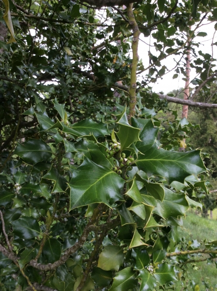 Pflanzenbild gross Stechpalme - Ilex aquifolium