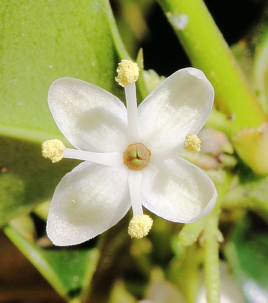 Pflanzenbild gross Stechpalme - Ilex aquifolium