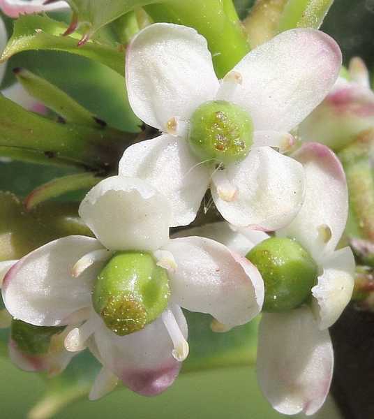 Pflanzenbild gross Stechpalme - Ilex aquifolium