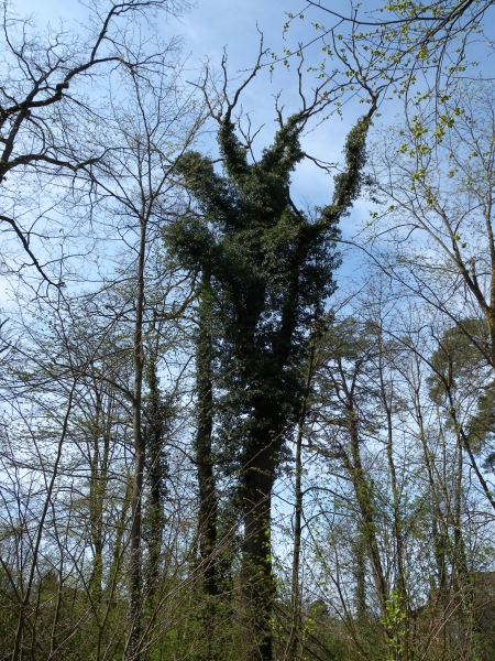 Pflanzenbild gross Efeu - Hedera helix