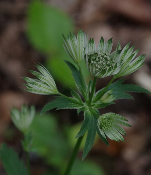 Pflanzenbild gross Grosse Sterndolde - Astrantia major