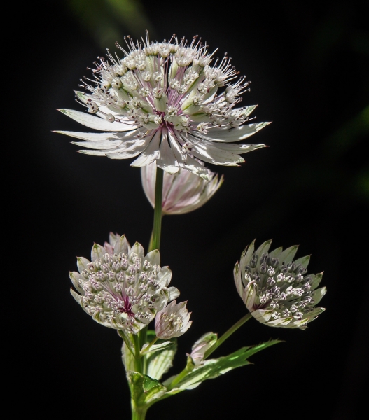 Pflanzenbild gross Grosse Sterndolde - Astrantia major